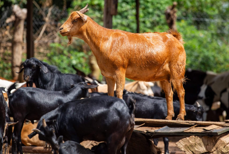 We enhance the capabilities of our member platforms through training, partnerships, and establishing linkages with private sector entities. This includes access to essential services such as financing, insurance, and agricultural inputs and outputs.