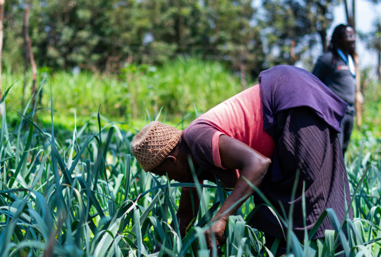 We enhance the capabilities of our member platforms through training, partnerships, and establishing linkages with private sector entities. This includes access to essential services such as financing, insurance, and agricultural inputs and outputs.